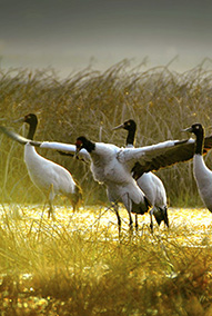 贵州毕节:观鸟最佳时
