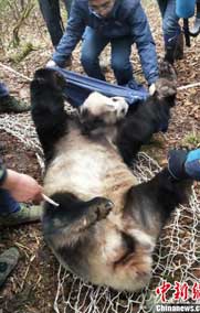 放归大熊猫“淘淘”成功回捕